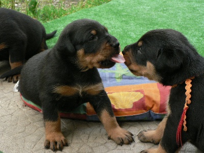 Naissances  de 9 superbes chiots